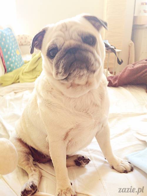 mops_mopsik_Kumok_mopsiczka