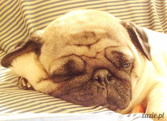 zimowe_mopsiki_domowe