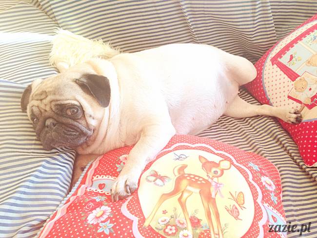 zimowe_mopsiki_domowe