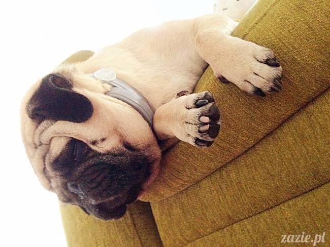 zimowe_mopsiki_domowe