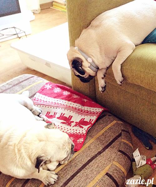 zimowe_mopsiki_domowe