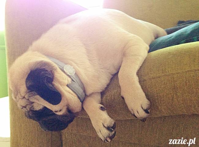 zimowe_mopsiki_domowe