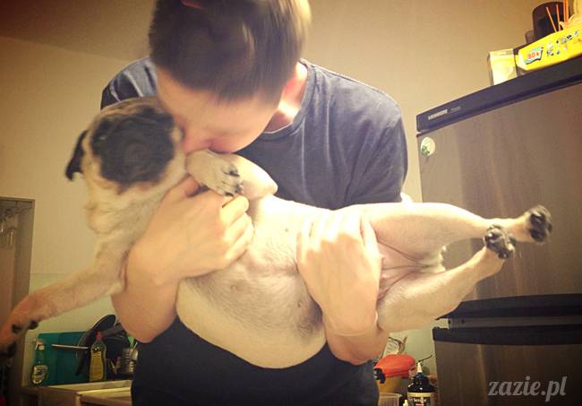 zimowe_mopsiki_domowe