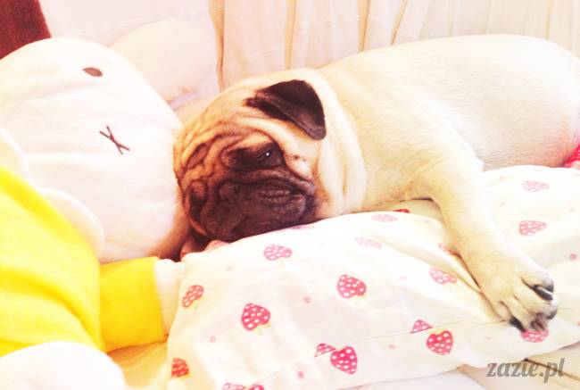 zimowe_mopsiki_domowe