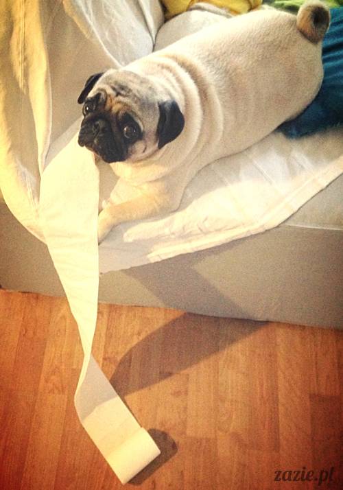 zimowe_mopsiki_domowe