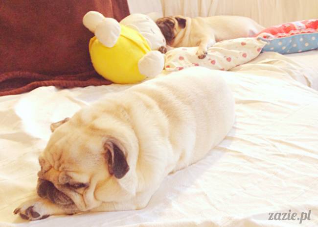 zimowe_mopsiki_domowe