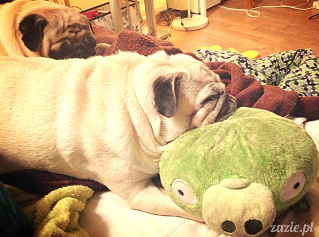 zimowe_mopsiki_domowe