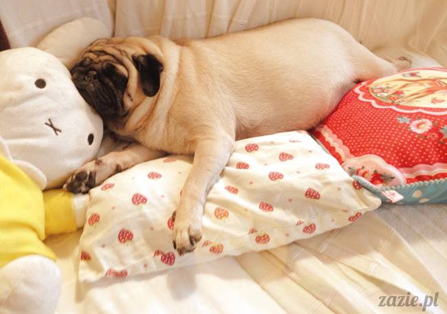 zimowe_mopsiki_domowe