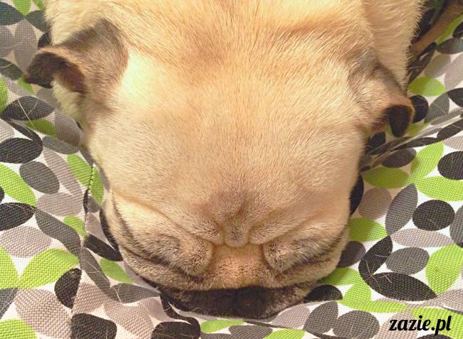 zimowe_mopsiki_domowe