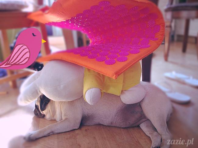 zimowe_mopsiki_domowe