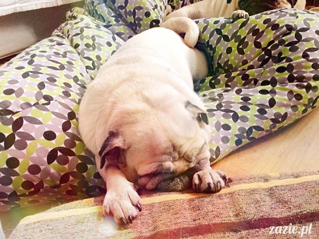 zimowe_mopsiki_domowe