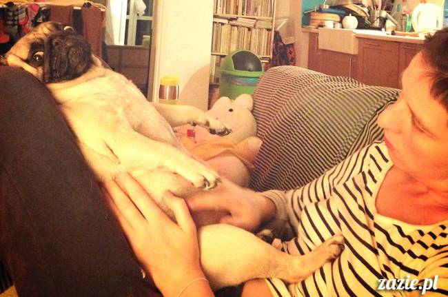 zimowe_mopsiki_domowe