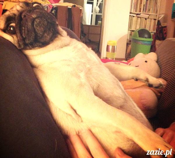 zimowe_mopsiki_domowe