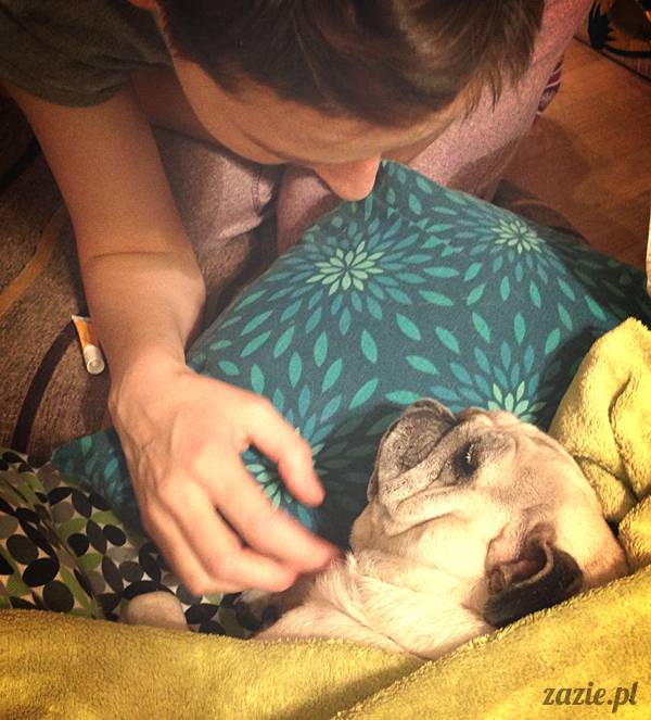 zimowe_mopsiki_domowe