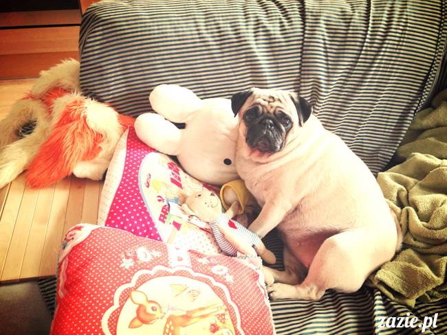 zimowe_mopsiki_domowe