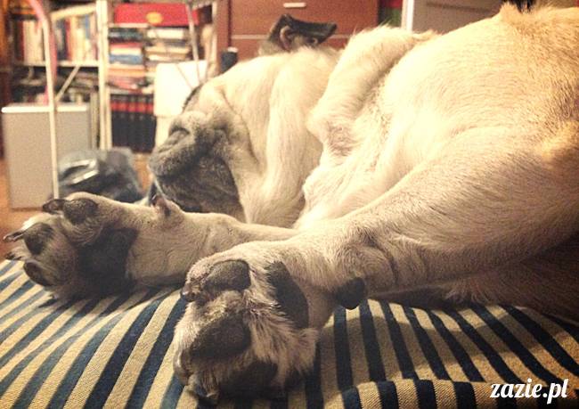 zimowe_mopsiki_domowe