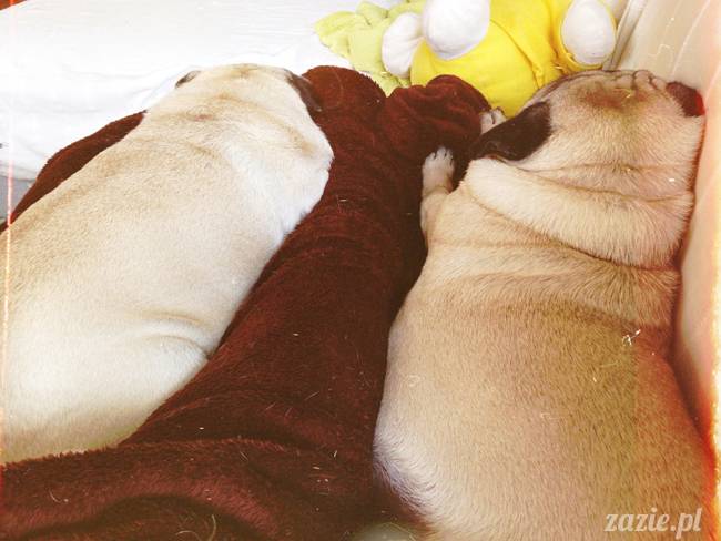 zimowe_mopsiki_domowe