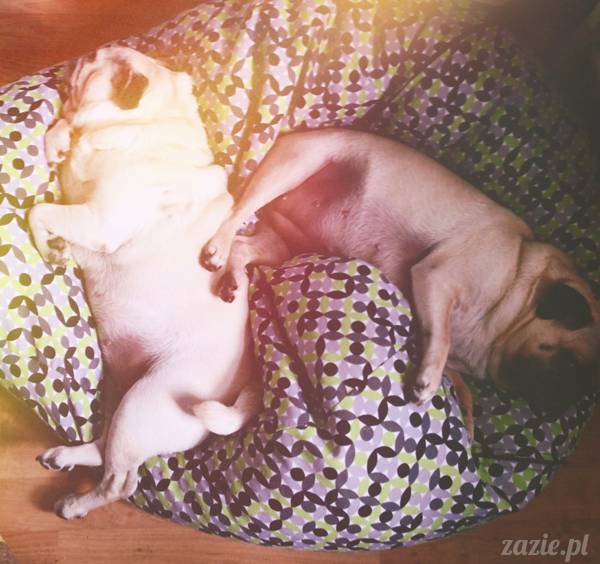 zimowe_mopsiki_domowe