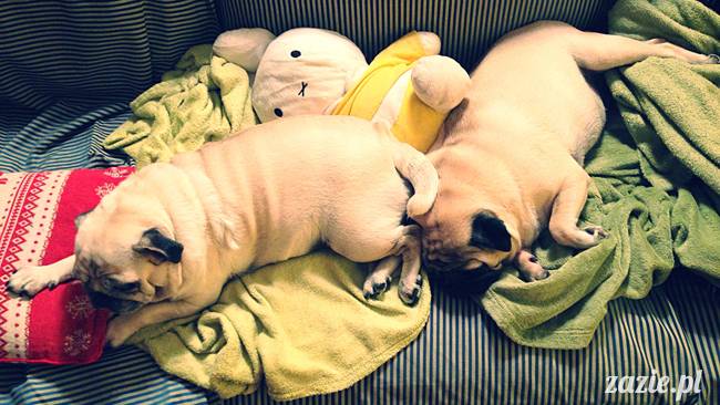 zimowe_mopsiki_domowe