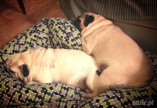 zimowe_mopsiki_domowe