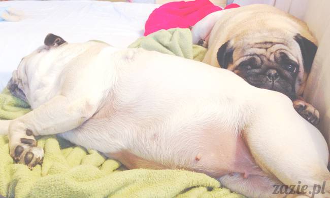 zimowe_mopsiki_domowe