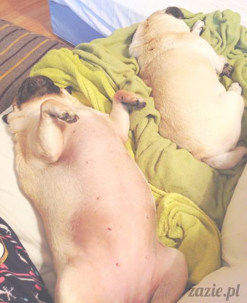 zimowe_mopsiki_domowe