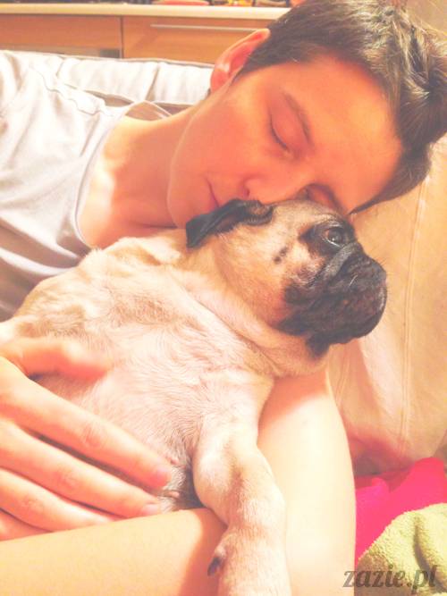 zimowe_mopsiki_domowe