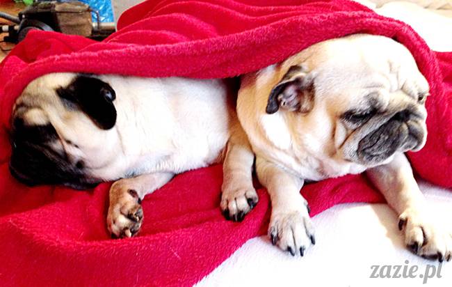 zimowe_mopsiki_domowe
