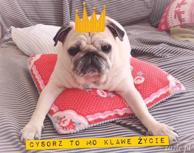 kumok_i_miszur_mopsiki_zazie_01