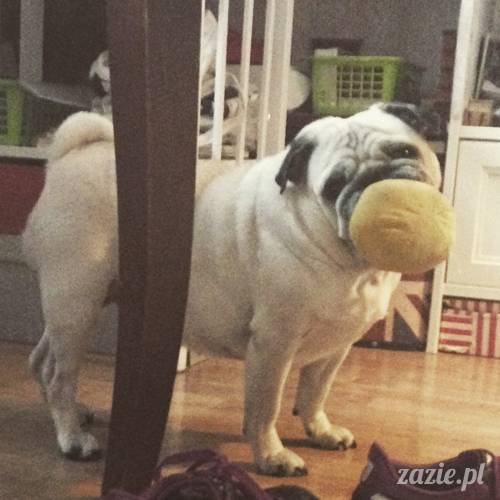 kumok_i_miszur_mopsiki_zazie_03