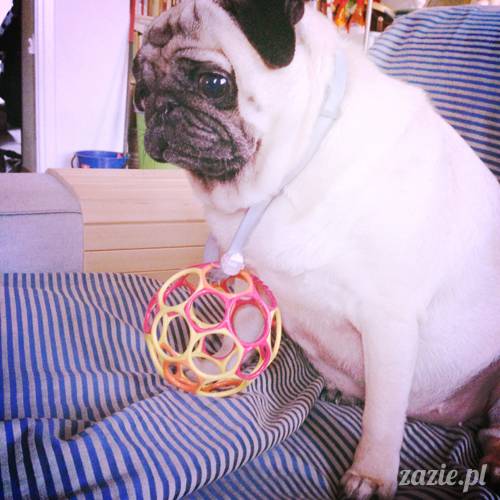 kumok_i_miszur_mopsiki_zazie_04