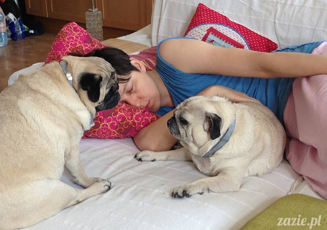 kumok_i_miszur_mopsiki_zazie_05