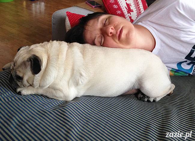 kumok_i_miszur_mopsiki_zazie_06