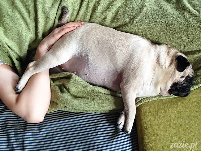 kumok_i_miszur_mopsiki_zazie_07