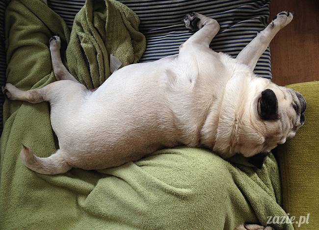 kumok_i_miszur_mopsiki_zazie_08