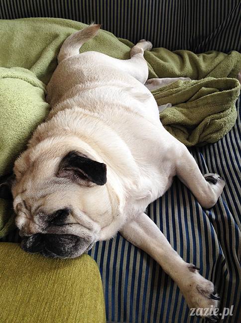 kumok_i_miszur_mopsiki_zazie_09