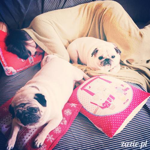 kumok_i_miszur_mopsiki_zazie_10