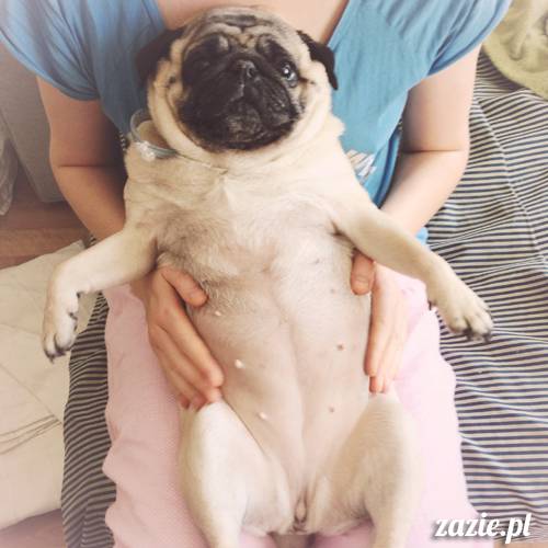 kumok_i_miszur_mopsiki_zazie_11