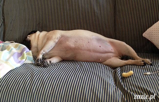 kumok_i_miszur_mopsiki_zazie_12