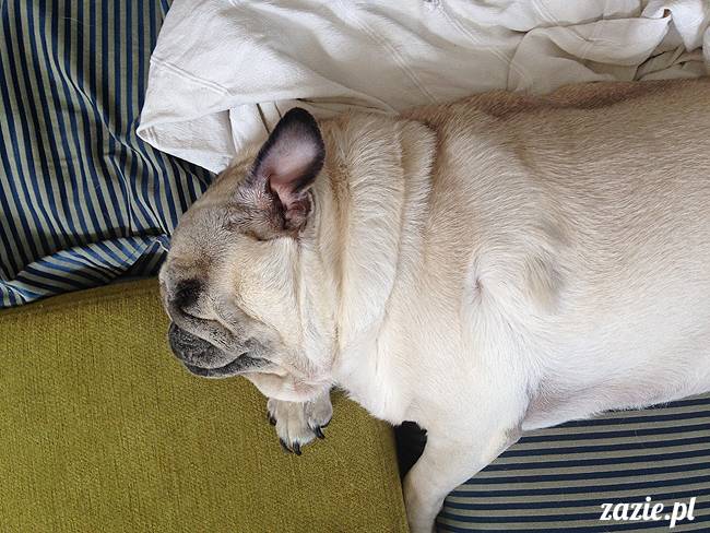 kumok_i_miszur_mopsiki_zazie_14