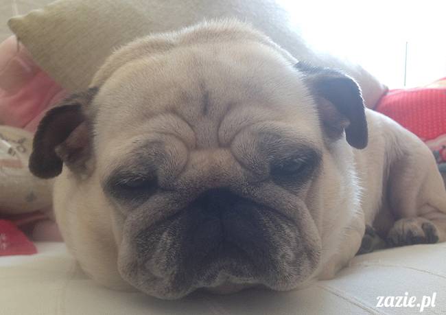 kumok_i_miszur_mopsiki_zazie_15