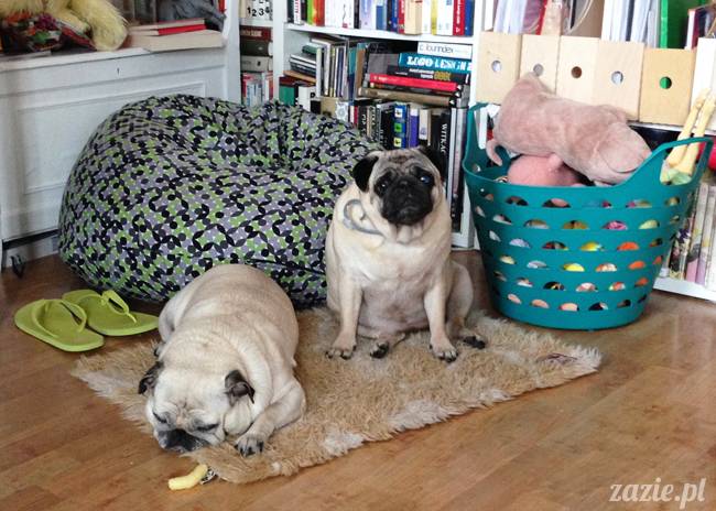 kumok_i_miszur_mopsiki_zazie_17