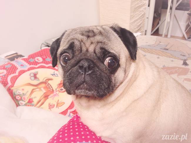 kumok_i_miszur_mopsiki_zazie_18