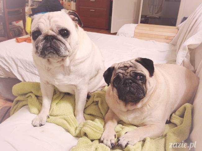 kumok_i_miszur_mopsiki_zazie_19