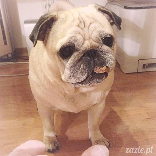 kumok_i_miszur_mopsiki_zazie_20