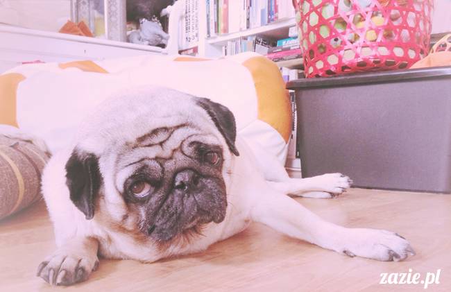 kumok_i_miszur_mopsiki_zazie_21