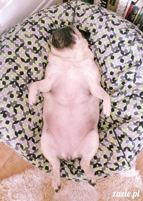 kumok_i_miszur_mopsiki_zazie_22