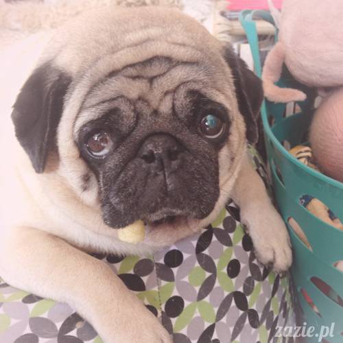 kumok_i_miszur_mopsiki_zazie_23