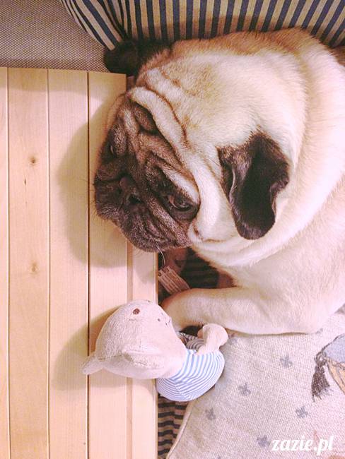 kumok_i_miszur_mopsiki_zazie_24