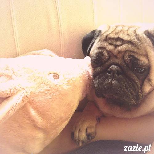 kumok_i_miszur_mopsiki_zazie_25